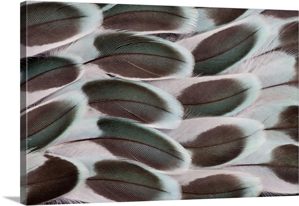 Parakeet wing feather design.