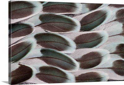 Parakeet wing feather design