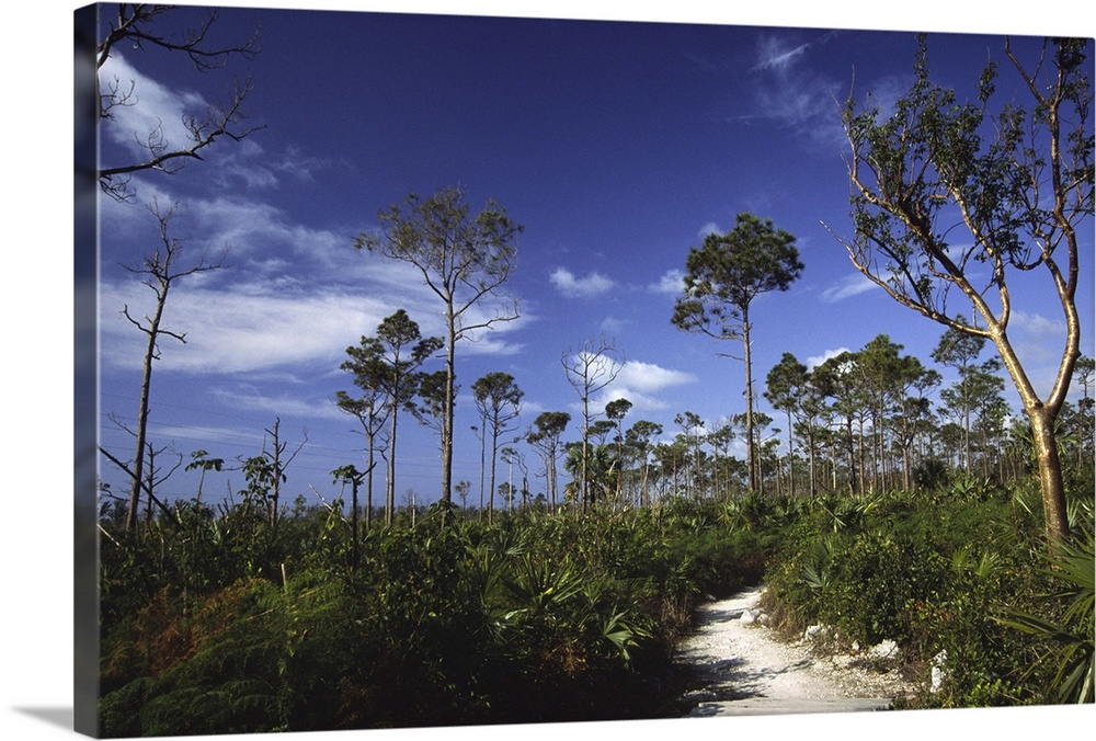 Path in Lucayan National Park, Grand Bahama Island, Bahamas, West Indies