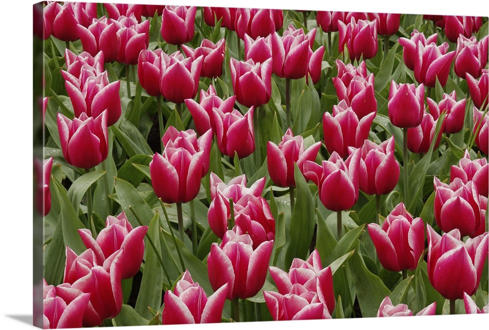 Pattern of red tulips in garden, Keukenhof Gardens, Lisse, Netherlands, Holland