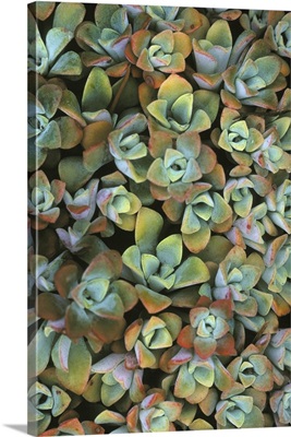 Pattern of the succulent Stonecrop on Strawberry Island