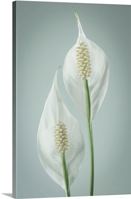 Peace Lily -1