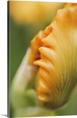 Peach Bearded Iris