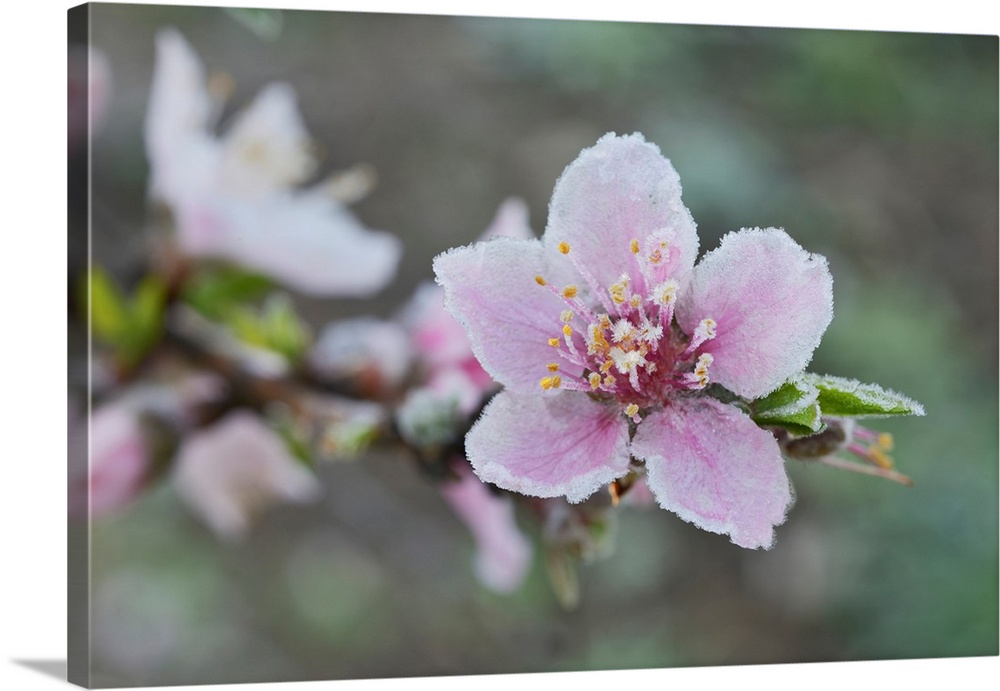 Peach tree (Prunus persica), frost covered blossom, Texas, USA