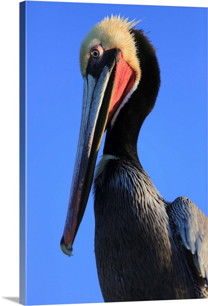 Shelter Island, San Diego, California. Pelican with large eyes bows its head and long beak towards its body.
