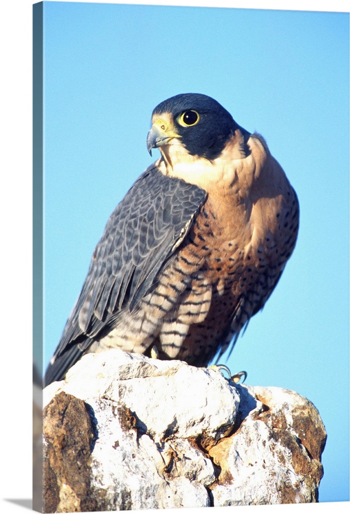 Peregrine Falcon.Falco peregrinus.Native to US (Rehab Animal)