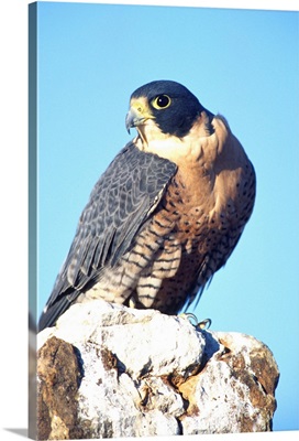Peregrine Falcon, Falco peregrinus, Native to US