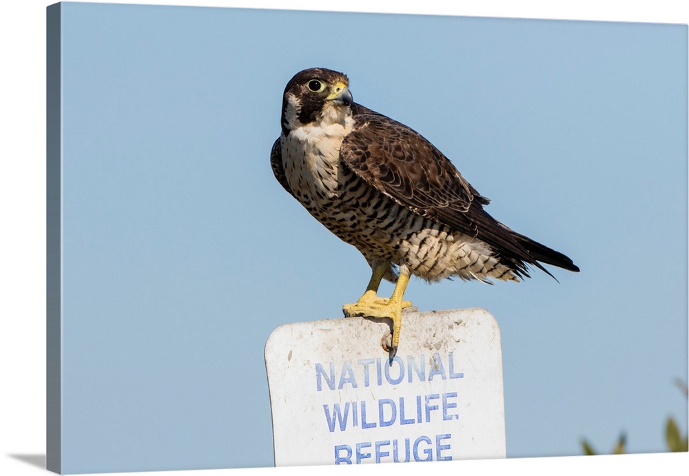 Peregrine Falcon (Falcon peregrinus) adult perched