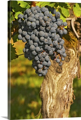 Petit Verdot grape bunches and vines, Bordeaux, France