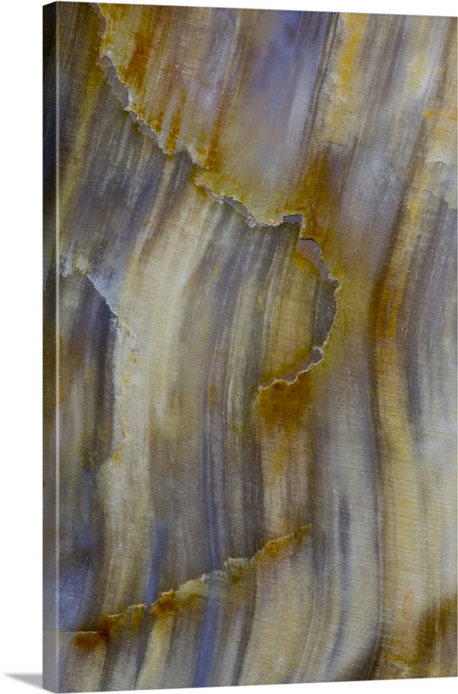 Petrified Wood close-up.