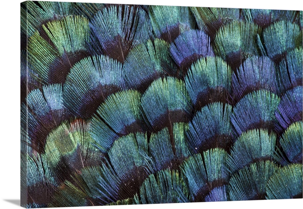 Pheasant body feather fan design.