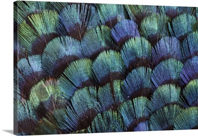 Pheasant body feather fan design
