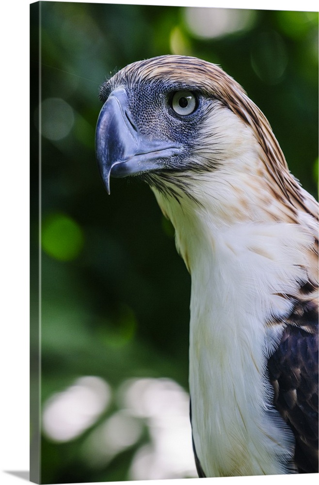 Philippine Eagle, Davao, Mindanao, Philippines.