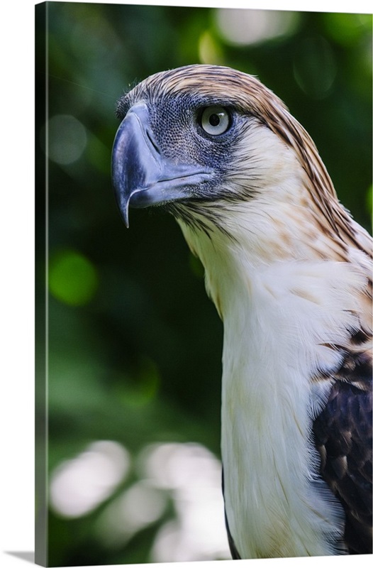 Philippine Eagle, Davao, Mindanao, Philippines | Great Big Canvas