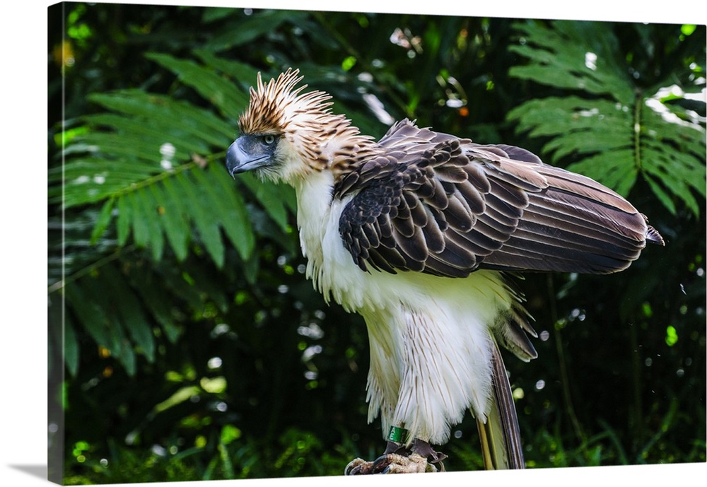 Philippine Eagle, also known as the Monkey-eating Eagle, Davao, Mindanao, Philippines.