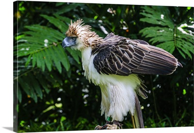 Philippine Eagle, Philippines