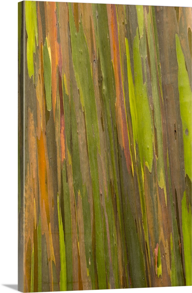 Philippines. Multicolored bark of the Rainbow eucalyptus tree.