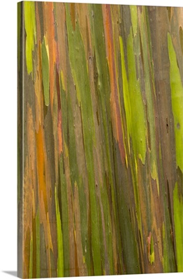 Philippines, Multicolored bark of the Rainbow eucalyptus tree