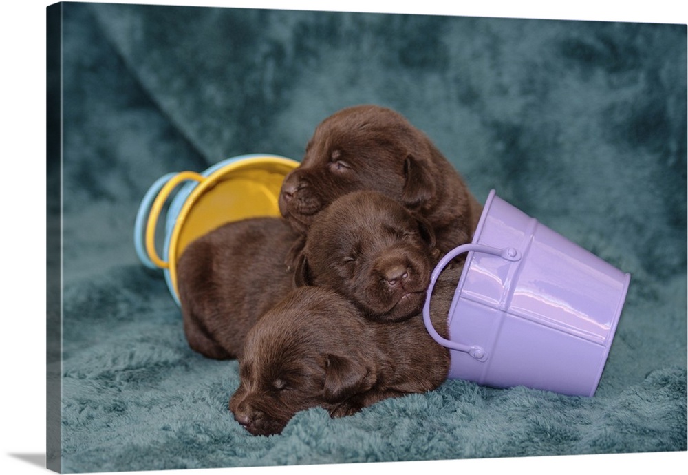 Pile of Sleeping Labrador Retriever Puppies.