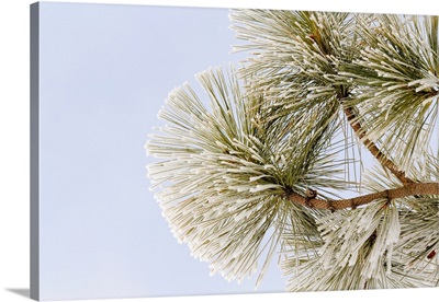 Pine bough with heavy frost crystals, Kalispell, Montana-