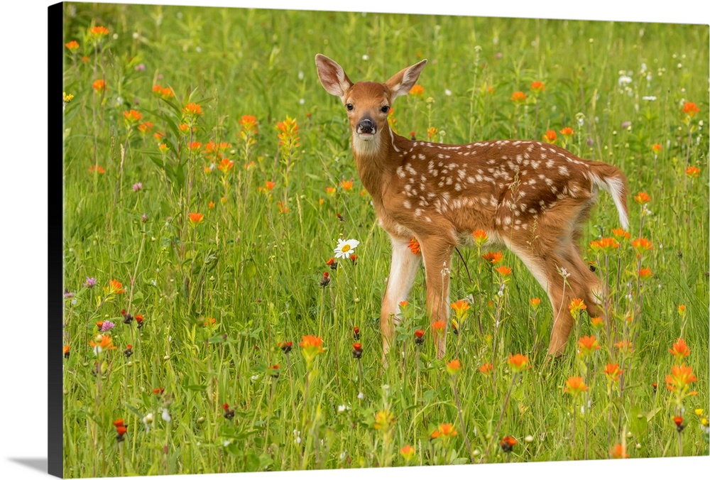Pine County. Captive fawn.