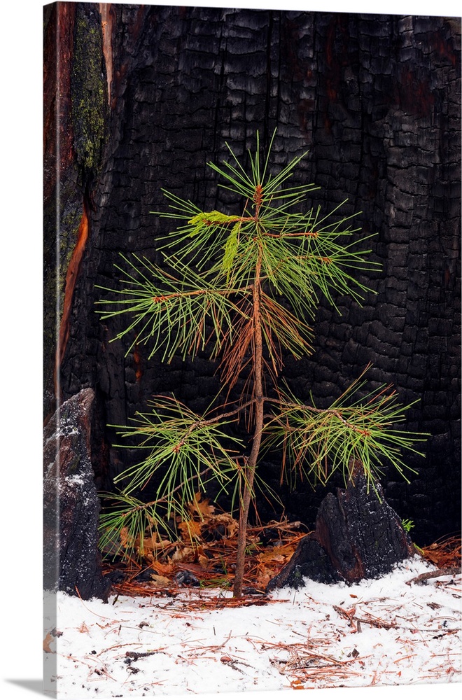 Pine seedling and burned trunk in winter, Yosemite National Park, California USA.