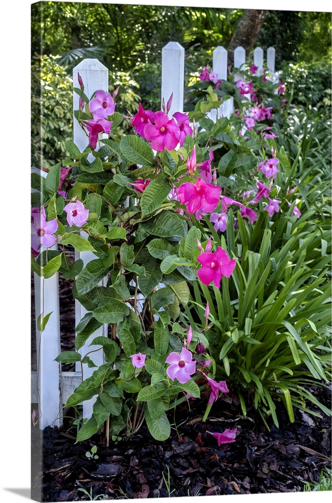 Pink Brazilian jasmine, mandevilla.