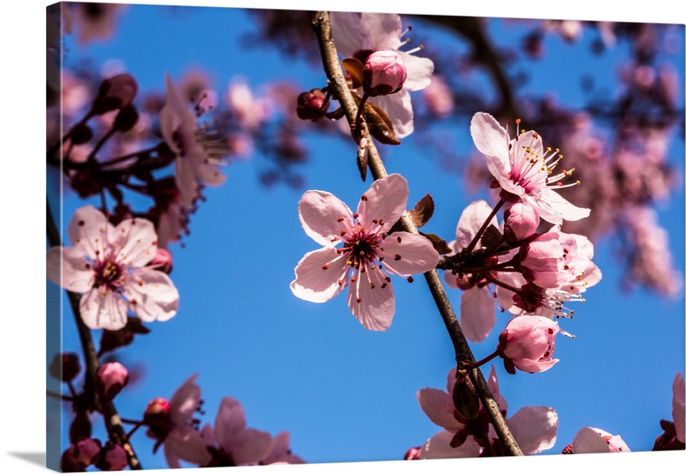 Washington, DC. Pink Cherry Blossoms on branches