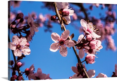 Pink Cherry Blossoms on branches