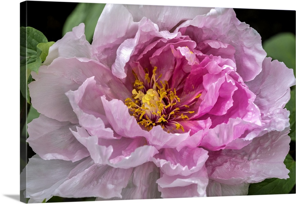 Pink Chinese peony.