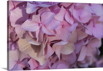 Pink Hydrangea Blossom