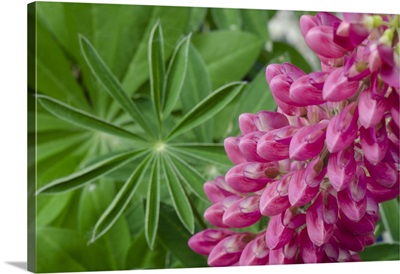 Pink Lupine Blossoms