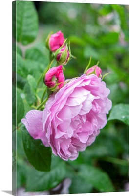 Pink Rose Bush, USA