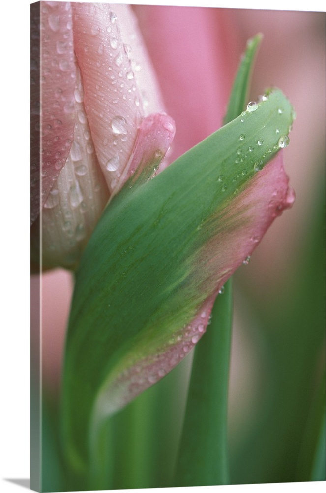 Pink tulip close-up, in garden.