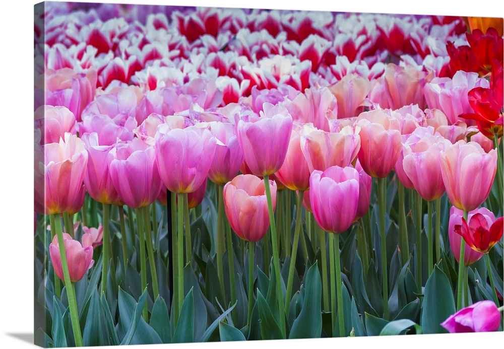 Pink tulips.