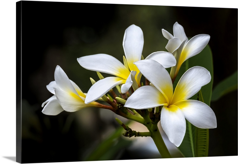 Plumeria, Frangipani.