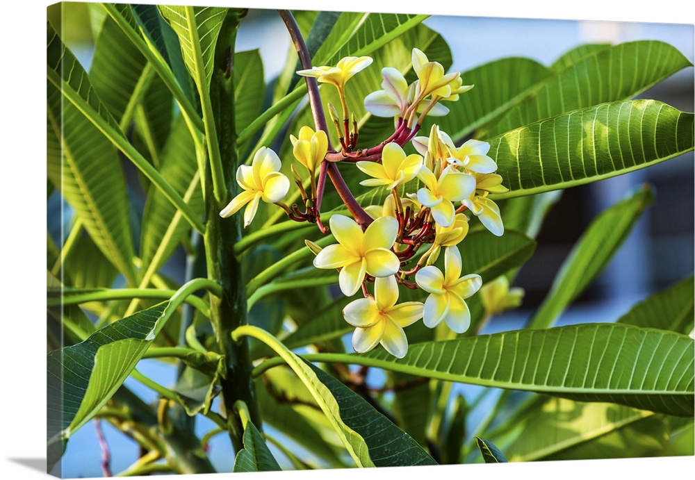 Plumeria Frangipini Blossums Flowers Sea of Galilee Israel. Used to make flower leis in Hawai, also used to produce perfum...