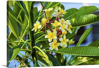 Plumeria Frangipini Blossums Flowers Sea Of Galilee Israel