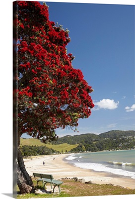Pohutukawa Tree and Buffalo Beach, North Island, New Zealand