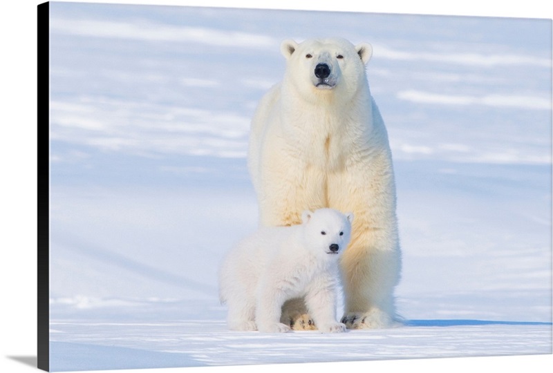 Polar Bear And Cub, Alaska, 1002 Area Of The Arctic National Wildlife ...