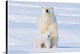 image thumbnail of USA, Alaska, North Slope, 1002 area of the Arctic National Wildlife Refuge. Polar bear, Ursus maritimus, sow with spring c...