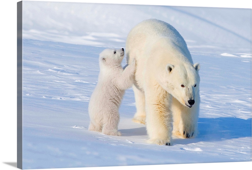 USA, Alaska, North Slope, 1002 area of the Arctic National Wildlife Refuge. Polar bear, Ursus maritimus, sow with spring c...