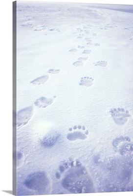 Polar bear footprints on the pack ice of the frozen coastal plain, Alaska