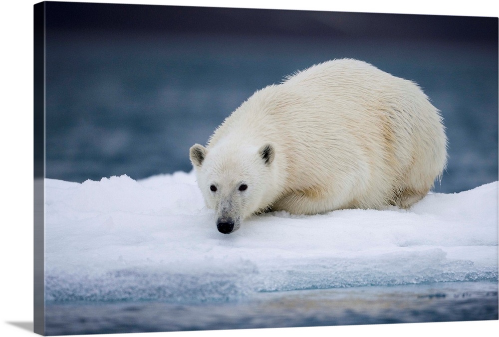 Norway, Svalbard, Polar Bear (Ursus maritimus) resting on iceberg after swimming near Half Moon Island on summer evening