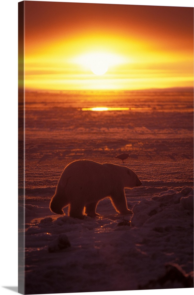Polar bear (Ursus maritimus) at sunrise on the pack ice of the frozen coastal plain, 1002 area of the Arctic National Wild...