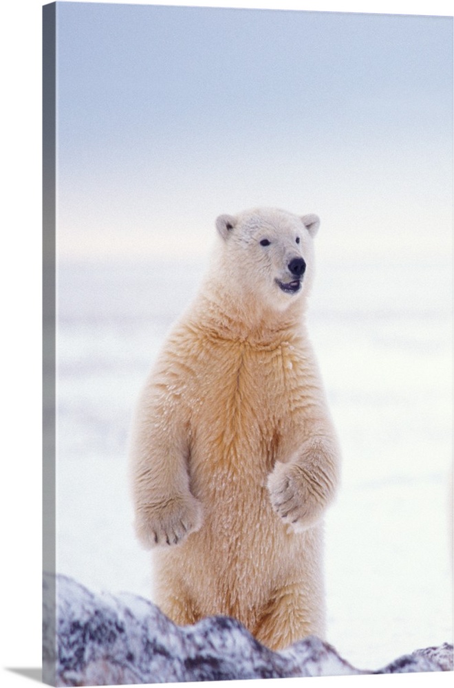 Polar bear (Ursus maritimus), subadult standing on the pack ice of the frozen coastal plain, 1002 area of the Arctic Natio...