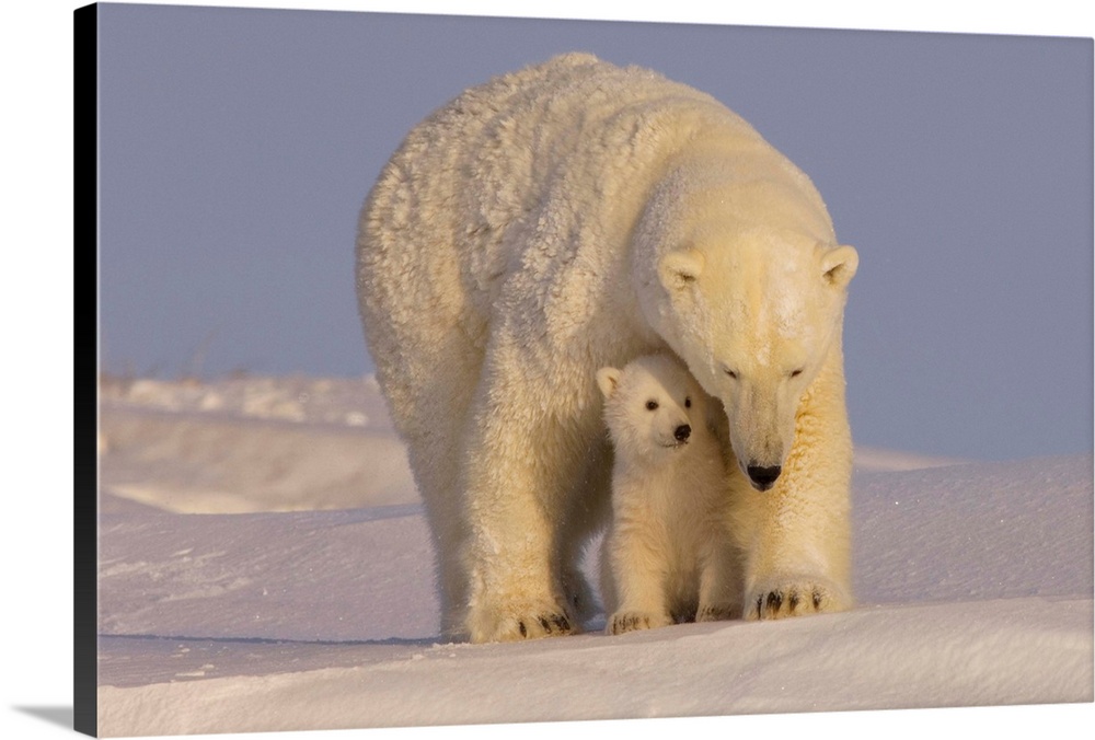 Polar bear sow with newborn spring cubs newly emerged from their den, mouth of Canning River along the Arctic coast, easte...