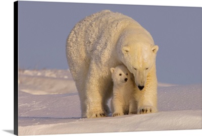 Polar Bear Sow With Newborn Spring Cubs, Canning River, Alaska