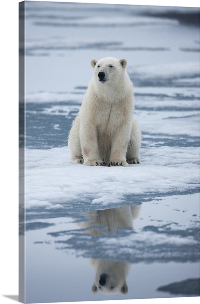 Norway, Svalbard, Nordaustlandet, Polar Bear (Ursus maritimus) sitting on melting fjord ice in Sabinebukta Bay on summer day