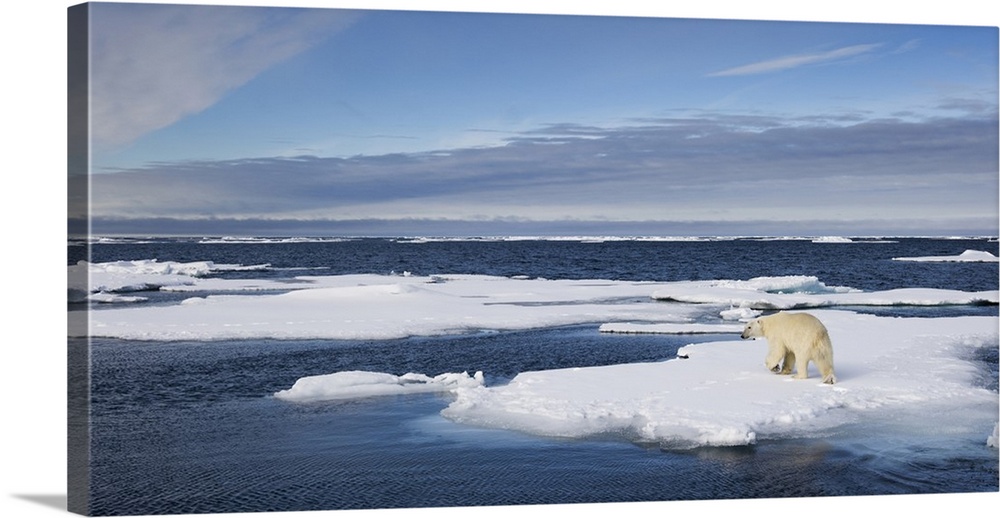 Norway, Svalbard, Spitsbergen Island, Polar Bear (Ursus maritimus) running across snow-covered icebergs along northern coa...